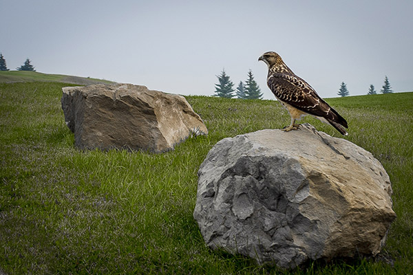 Hawk on a Rock Gallery